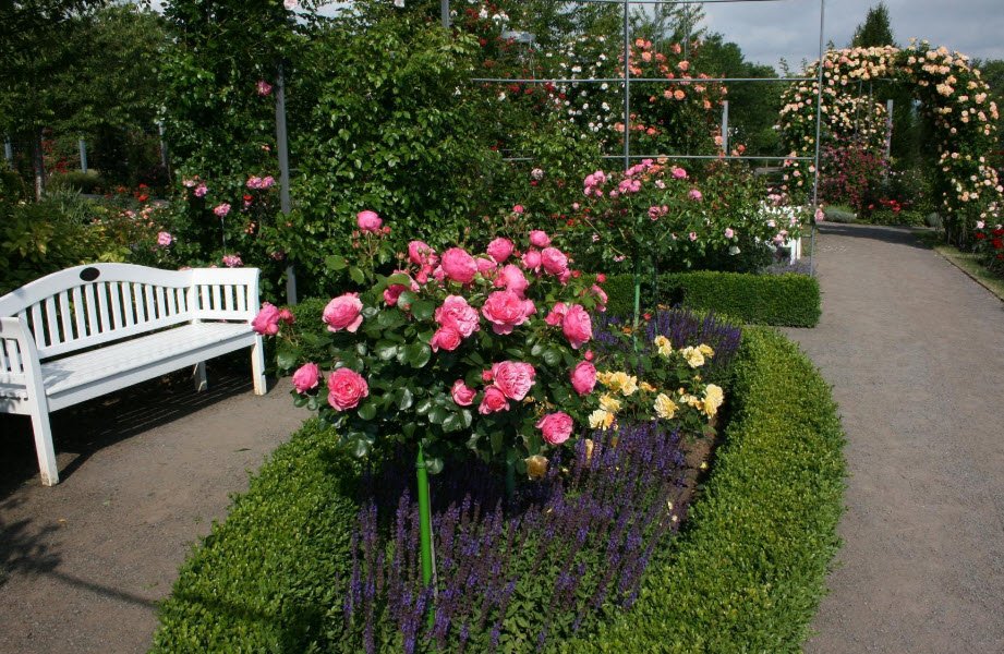 Europa-Rosarium, Sangerhausen, Germany, Germany